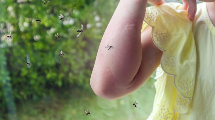 Europa, amenințată de boli tropicale răspândite de țânțari. Se anunță o creștere alarmantă a cazurilor