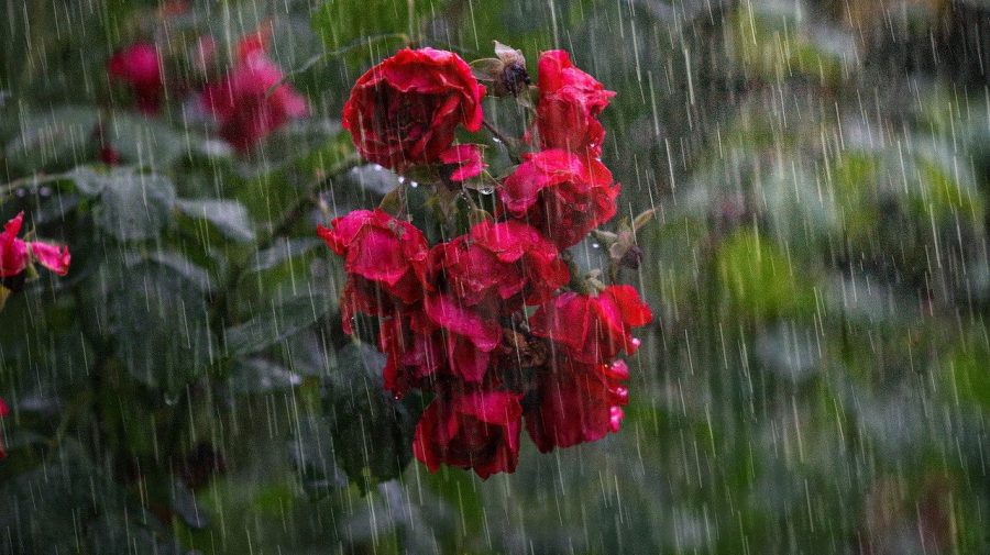 METEO Plouă cu găleata în toată țara! Prima zi de weekend ne aduce averse și maxime de până la +35ºC