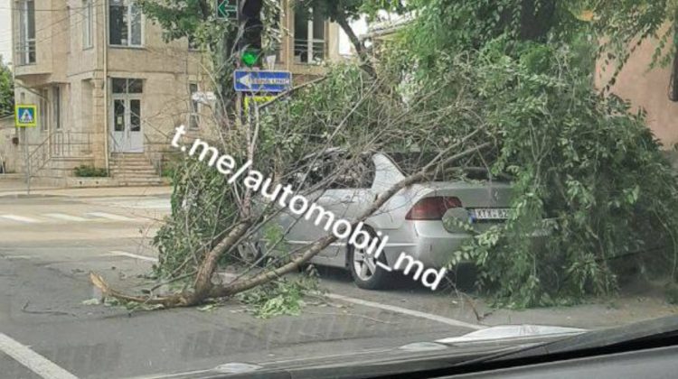 Ghinion pentru un șofer din Capitală! Un copac a căzut peste mașina sa, chiar în centrul orașului