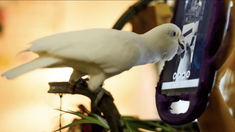 VIDEO Experimentul care îți arată cât de sociabili sunt papagalii. Care sunt concluziile