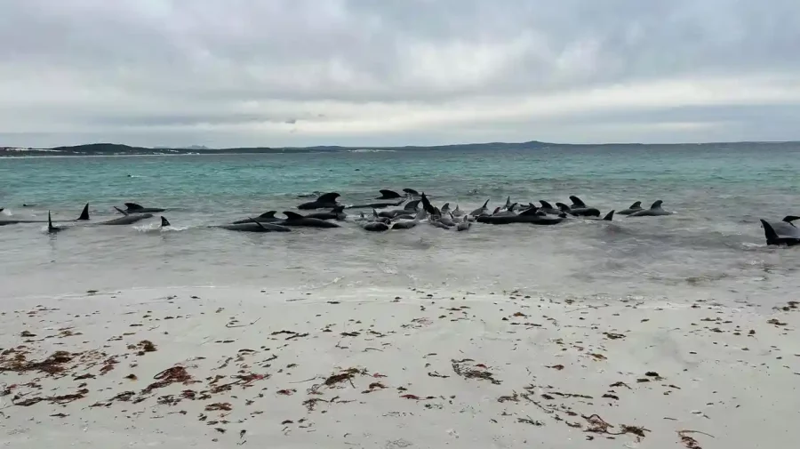 VIDEO Peste 51 de balene au murit după ce au eşuat pe o plajă din Australia de Vest