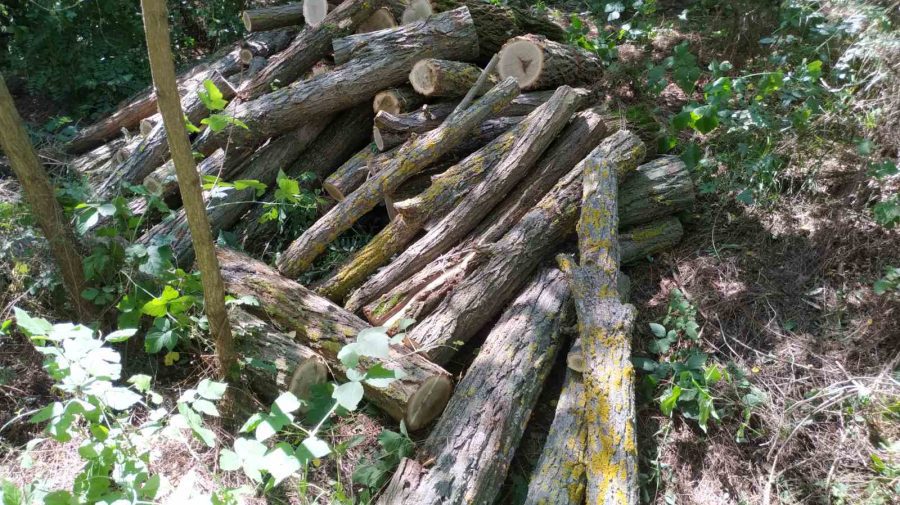 FOTO Nu-i de glumă! Pedeapsa pe care a primit-o un moldovean care a tăiat 17 arbori de salcâm