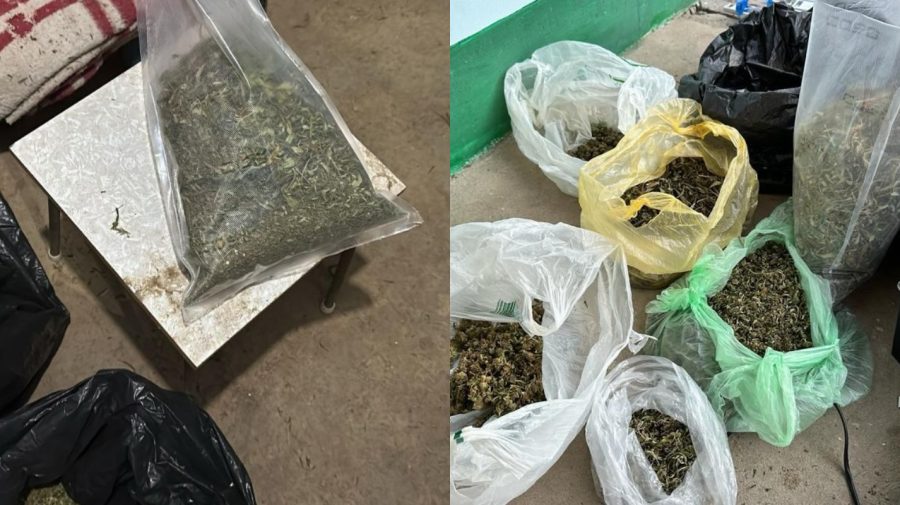 FOTO, VIDEO Pepinieră cu marijuană de 1 milion de lei, găsită la Cantemir. Plantele, „alintate” cu îngrășăminte