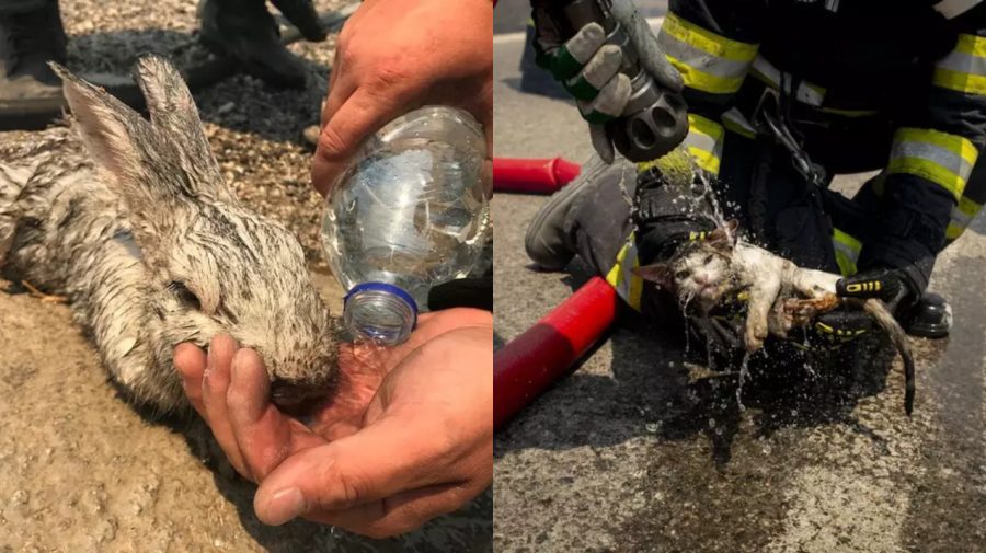 Infernul din Rodos: FOTO virale cu pompierii români, care salvează iepuri și pisici de printre flăcări