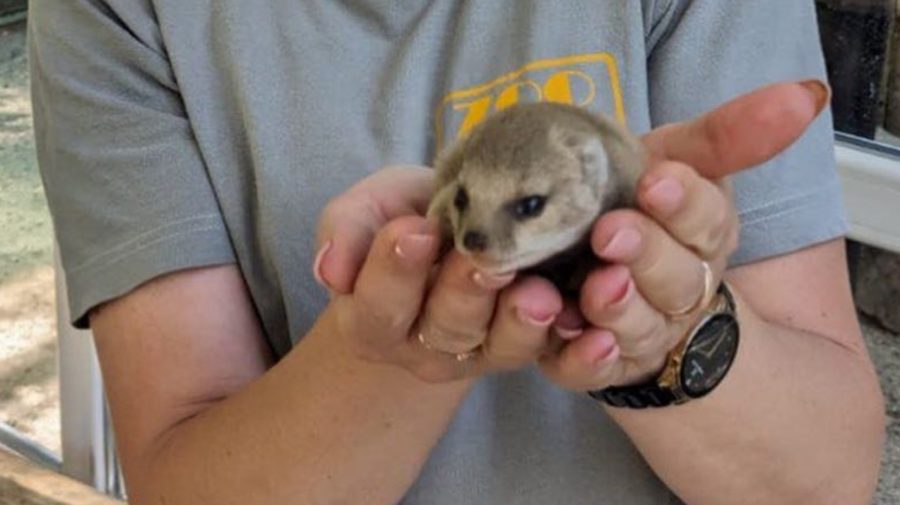 „Barza” a adus un pui de manguste la Grădina Zoologică din Chișinău. FOTO cu micuțul care încape în palme
