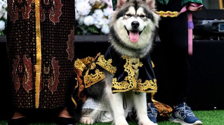VIDEO O costisitoare „nuntă” de câini a declanșat indignare publică în Indonezia