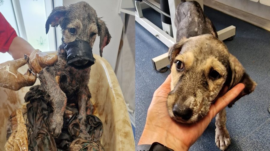 FOTO O cățelușă a primit a doua șansă la viață, după ce a stat câteva zile într-o groapă cu smoală