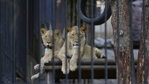 VIDEO Jungla de după gratii. Lei, tigri și urși descoperiți la 90 de km de București