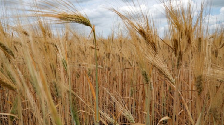 Oficial: Republica Moldova urmează să exporte până la 800 de mii de tone de grâu în acest an