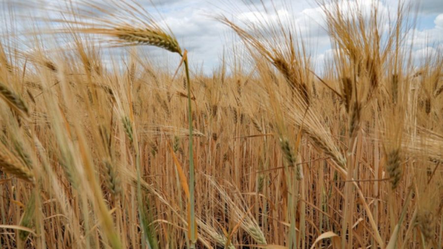 CSE: Se prelungește obligativitatea licenței pentru importul de cereale