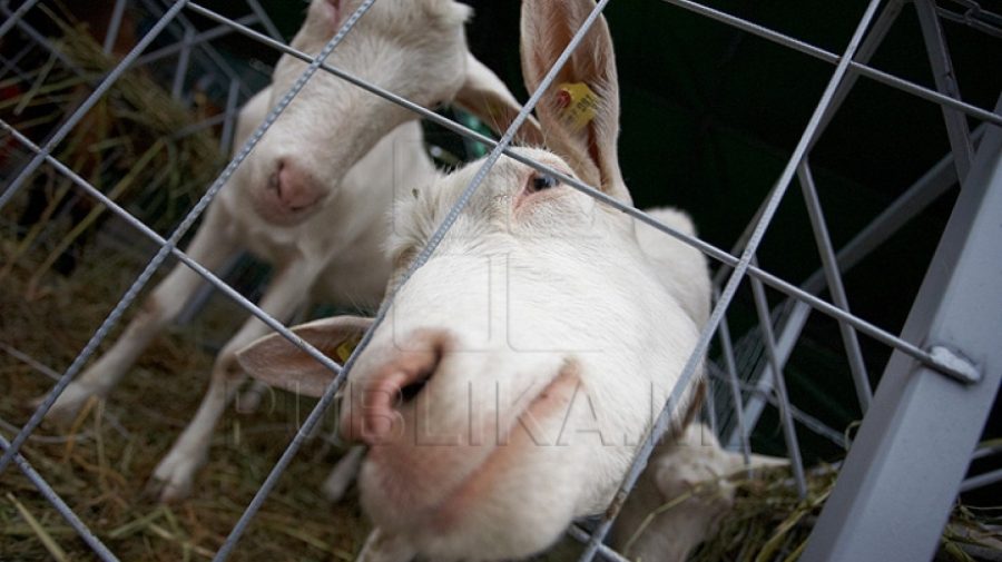 Un coronavirus transmis de capre pune lumea pe jar. Este o infecţie respiratorie mult mai letală decât Covid