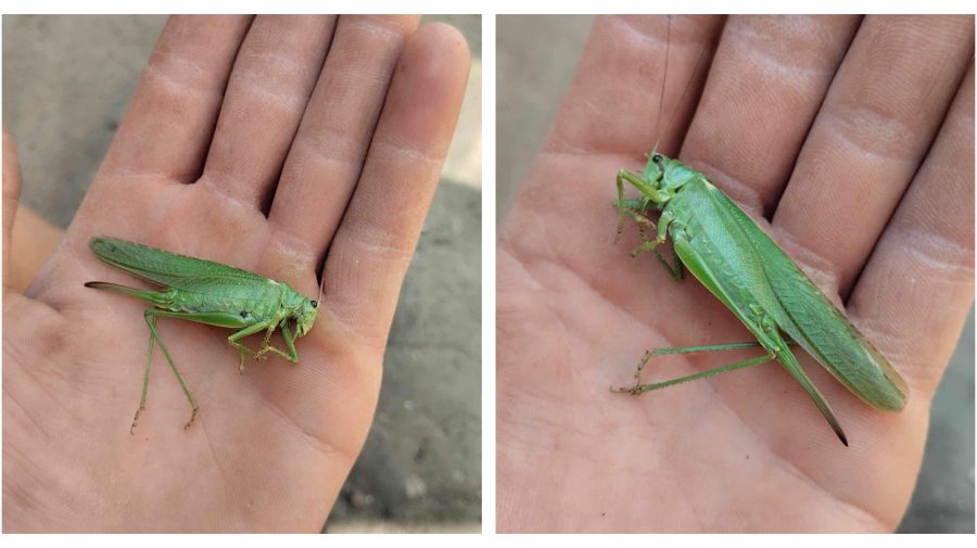 FOTO Lăcustele și-au schimbat „reședința”. Insectele au fost observate la Hîncești