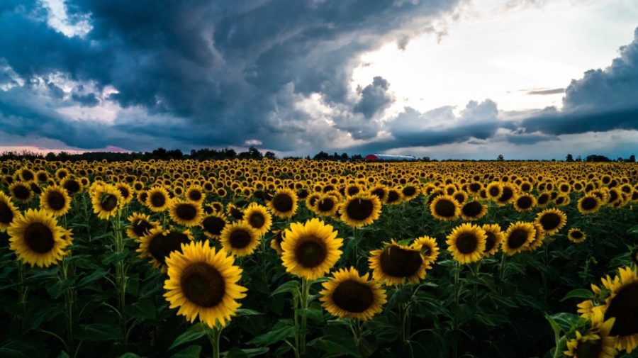 METEO Canicula cedează în fața averselor! Mercurul din termometre va urca până la +30°C