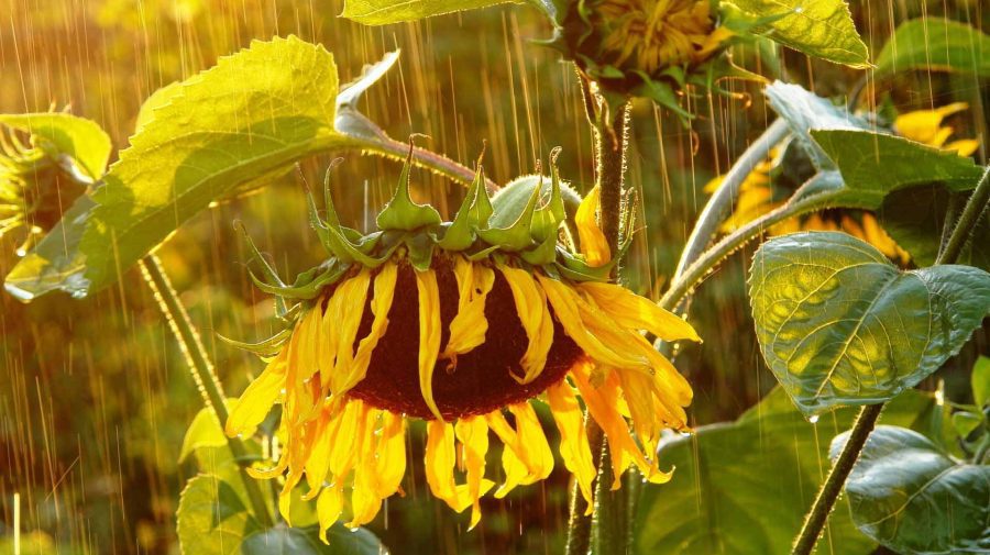 METEO Ziua de marți ne aduce averse și maxime de până la +35°C! În ce raioane vor cădea azi stropi de ploaie