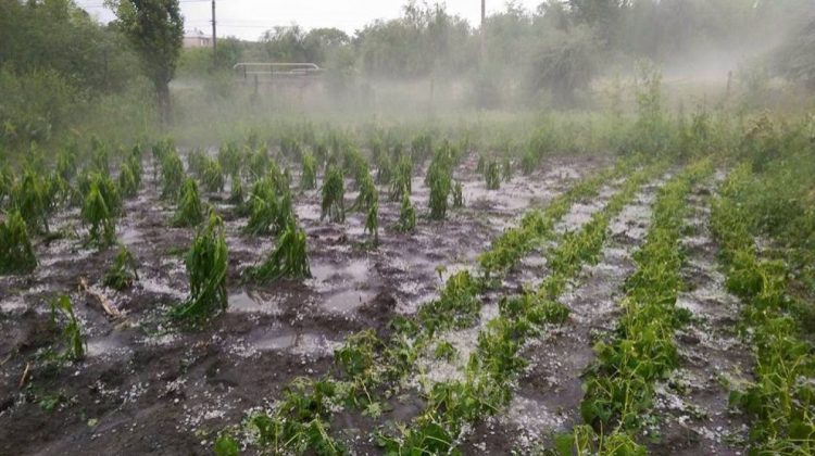 VIDEO Ploile torențiale și grindina au făcut prăpăd în mai multe localităţi din Moldova