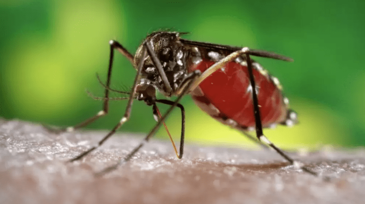 Riscul apariției bolilor transmise de țânțari – în creștere. Iată cum ar trebui să ne protejăm