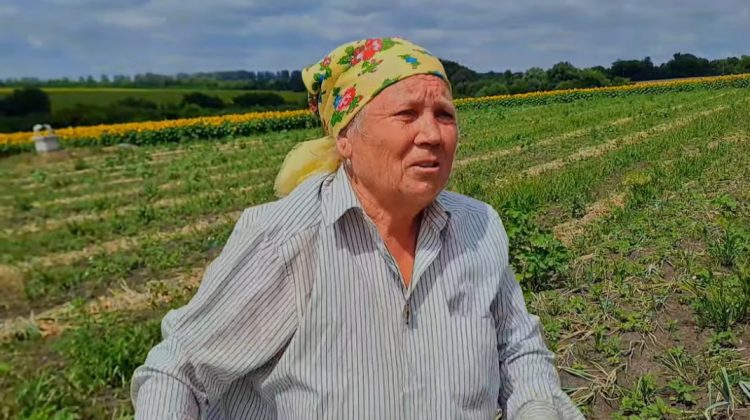 VIDEO Cultivatorii de ceapă din nordul țării au început sezonul recoltării. Pensionarii, nevoiți să lucreze cu ziua