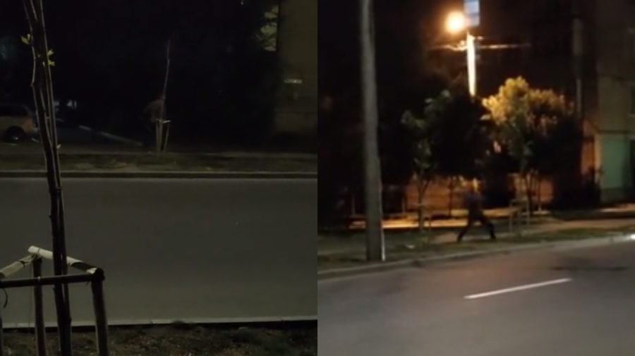VIDEO REVOLTĂTOR cu un individ căruia îi încurcă arborii din Chișinău. Copaci de la Botanica, loviți cu forță