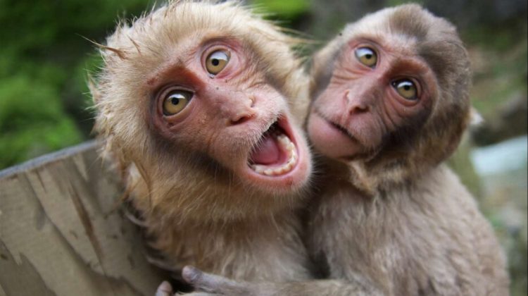 Pregătiri pentru Summitul G20: Echipe de „oameni-maimuță“ au fost angajate pentru a speria macacii