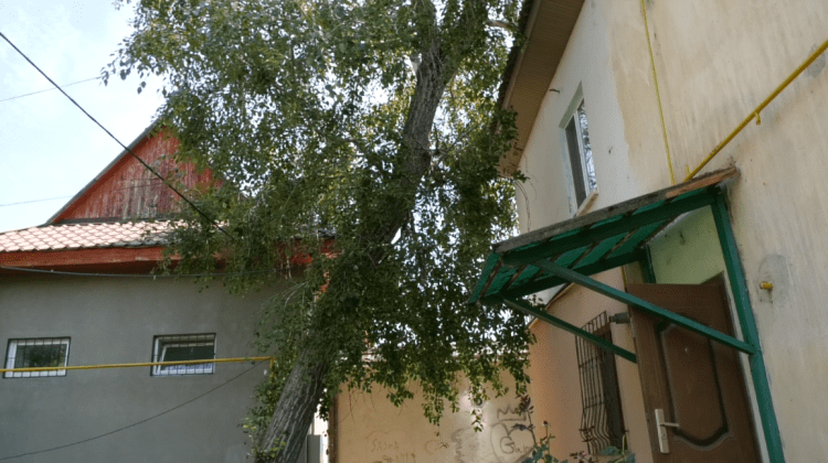 VIDEO ”Nici stejarul lui Ștefan cel Mare nu este atât de păzit!” Scandal din cauza unui copac la Căușeni