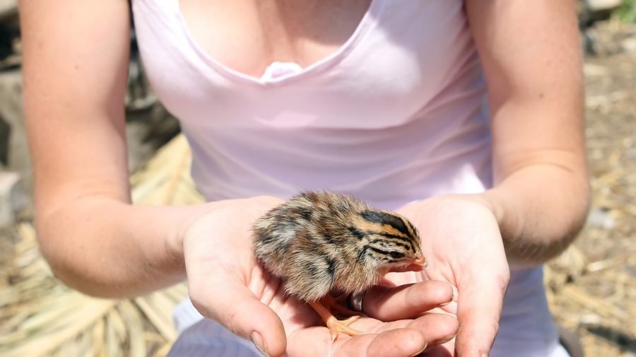 Indemnizații, un metru cub de lemne și o tonă de cărbune. Cum vrea Bolea să aducă tineri veterinari în sate