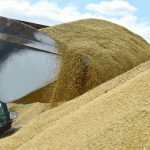 Fermierii cer prelungirea restricțiile la importul de cereale. Ce spune Guvernul