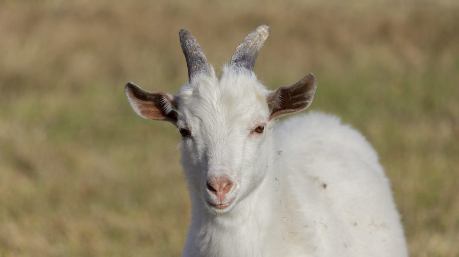 Moarte masivă a caprelor în stânga Nistrului. Peste 30 de animale au pierit pe imaș