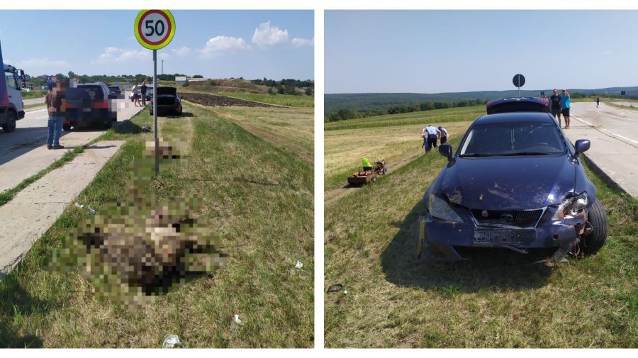 FOTO, VIDEO Șoferul unui Lexus a intrat într-o turmă de oi. 29 de animale au murit