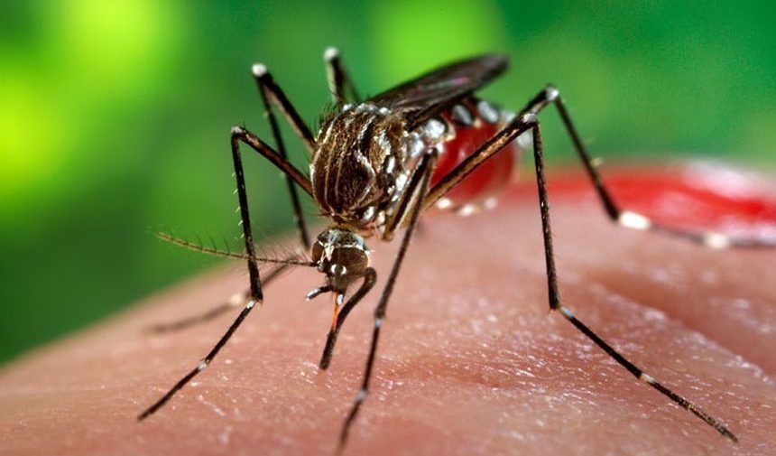 Guatemala declară stare de urgenţă sanitară din cauza unei epidemii de febră dengue