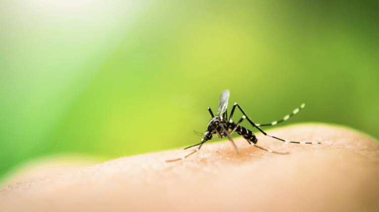 Atenție, moldoveni! ANSP vine cu recomandări în scopul protejării de infecția cu virusul West Nile