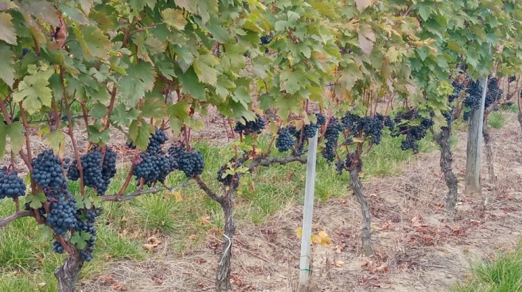 Feteasca Neagră – ce buchet de fructe conţine vinul şi cu ce tipuri de carne poate fi consumat