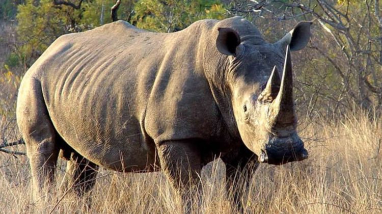 Femeie, ucisă de rinocer la Grădina Zoologică din Salzburg. Un îngrijitor a fost rănit