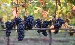 Feteasca Neagră – ce buchet de fructe conţine vinul şi cu ce tipuri de carne poate fi consumat