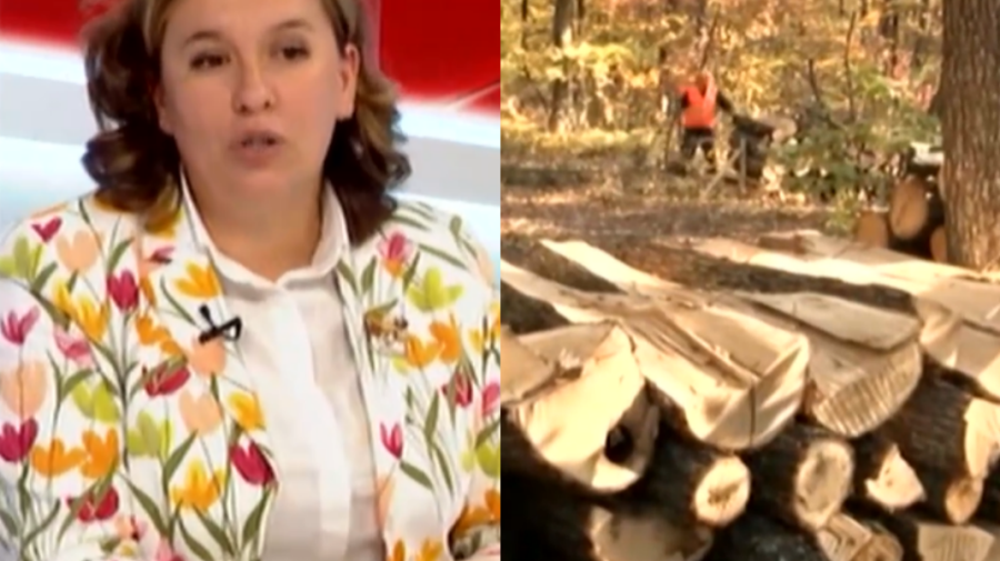 VIDEO Stocurile de lemn ale autorităților și prețul pentru 2024. „Sperăm să fie mai mică presiunea asupra pădurii”