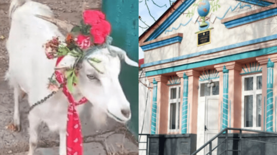STOP CADRU Într-un sat din raionul Soroca la școală ar fi mers azi doar capra „Musea”