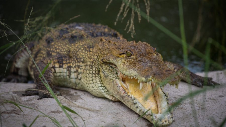 FOTO Un crocodil cu rămăşiţe de om între fălci a fost eutanasiat în Florida