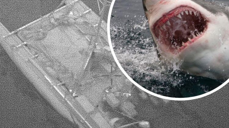 VIDEO Trei persoane salvate, după ce rechinii au atacat un iaht în largul coastelor australiene