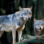 O copilă de opt ani, grav rănită de lupi într-un parc zoologic din Germania