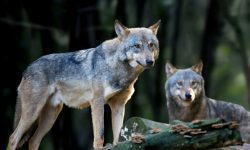 O copilă de opt ani, grav rănită de lupi într-un parc zoologic din Germania