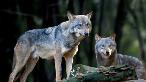 O copilă de opt ani, grav rănită de lupi într-un parc zoologic din Germania