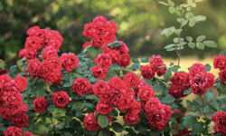 Nu știi cum menții trandafirii din grădină înfloriți toamna? Iată ce trebuie să faci cu ei la final de septembrie