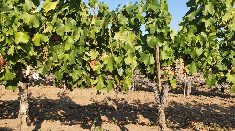 Feteasca Regală – un soi autohton cu cea mai mare producţie la hectar – 15-20 tone de struguri