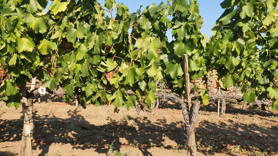 Feteasca Regală – un soi autohton cu cea mai mare producţie la hectar – 15-20 tone de struguri