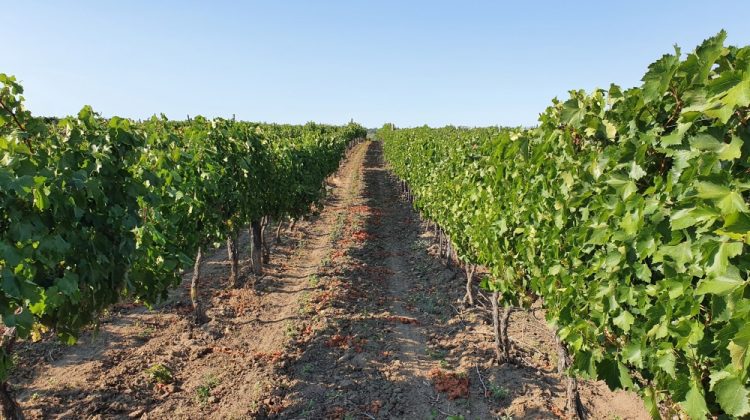 Feteasca Albă – soiul autohton cu cele mai multe plantaţii din Republica Moldova – 750 de hectare în toată ţara