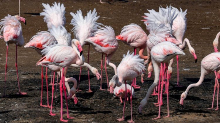 FOTO „La Odesa s-a petrecut un miracol”. Peste 1.000 de flamingo roz au ajuns în Ucraina devastată de război