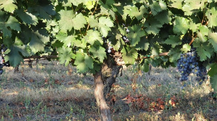Rara Neagră – soi de struguri autohton cunoscut sub 80 de denumiri. În anii buni produce până la 15 tone la hectar
