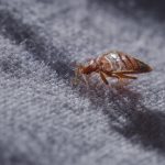 Invazie de ploșnițe la un spital din București. Ce măsuri au întreprins autoritățile