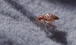 Invazie de ploșnițe la un spital din București. Ce măsuri au întreprins autoritățile