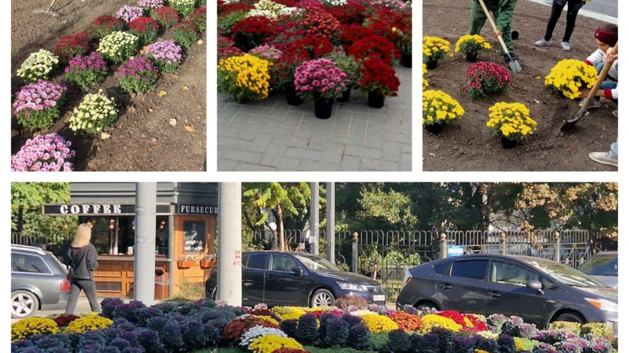 GALERIE FOTO  Chișinăul înflorește la propriu. Mii de crizanteme sunt plantate în toate sectoarele Capitalei