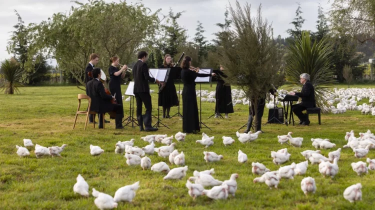 STOP CADRU Spectacol de muzică clasică pentru găini! E noua metodă de creștere ecologică a păsărilor
